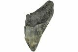 Partial, Fossil Megalodon Tooth - South Carolina #170611-1